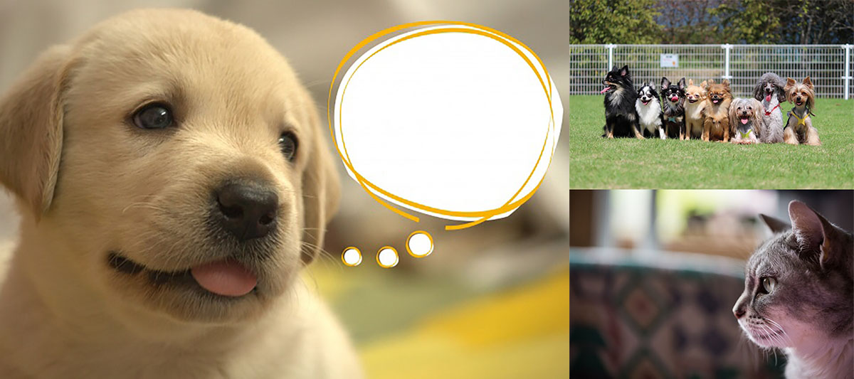 [H7] アニマルコミュニケーター ライラ